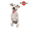 Pedigree DentaStix 5-10 kg Przysmaki dla psa 45 g (3 sztuki)