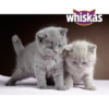 Whiskas junior Sucha karma z kurczakiem dla kociąt 300g