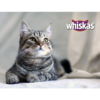 Whiskas Adult Sucha Karma dla kota Kurczak 300g