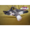 Whiskas Duo Karma dla kota galaretka z wołowiną i drobiem 85g