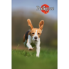 Pedigree DentaStix 10-25 kg Przysmaki dla psa 77 g (3 sztuki)